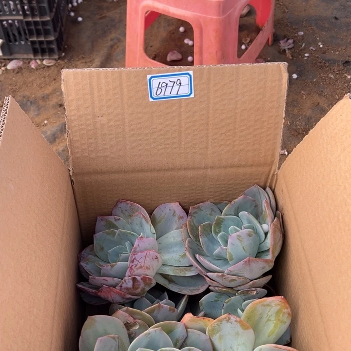 依***你地栽白凤瑕疵装箱包邮不售后