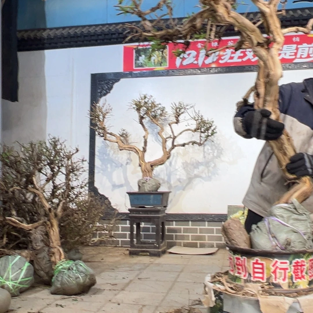 无花朵金银花58888