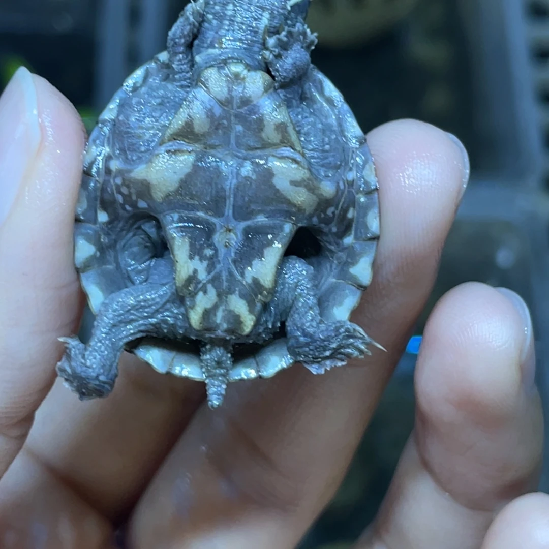 佳***莲蛋龟不分公母麝香麝香麝香麝香