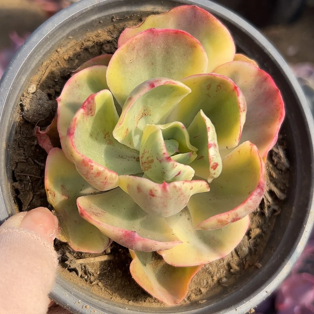 多肉植物多肉植物