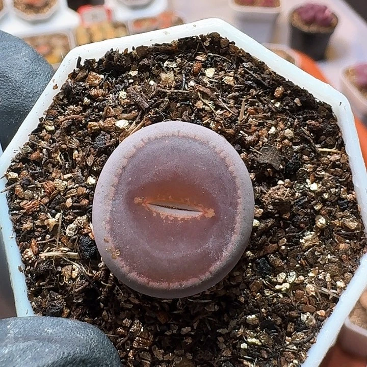 平*生石花1111111。  526