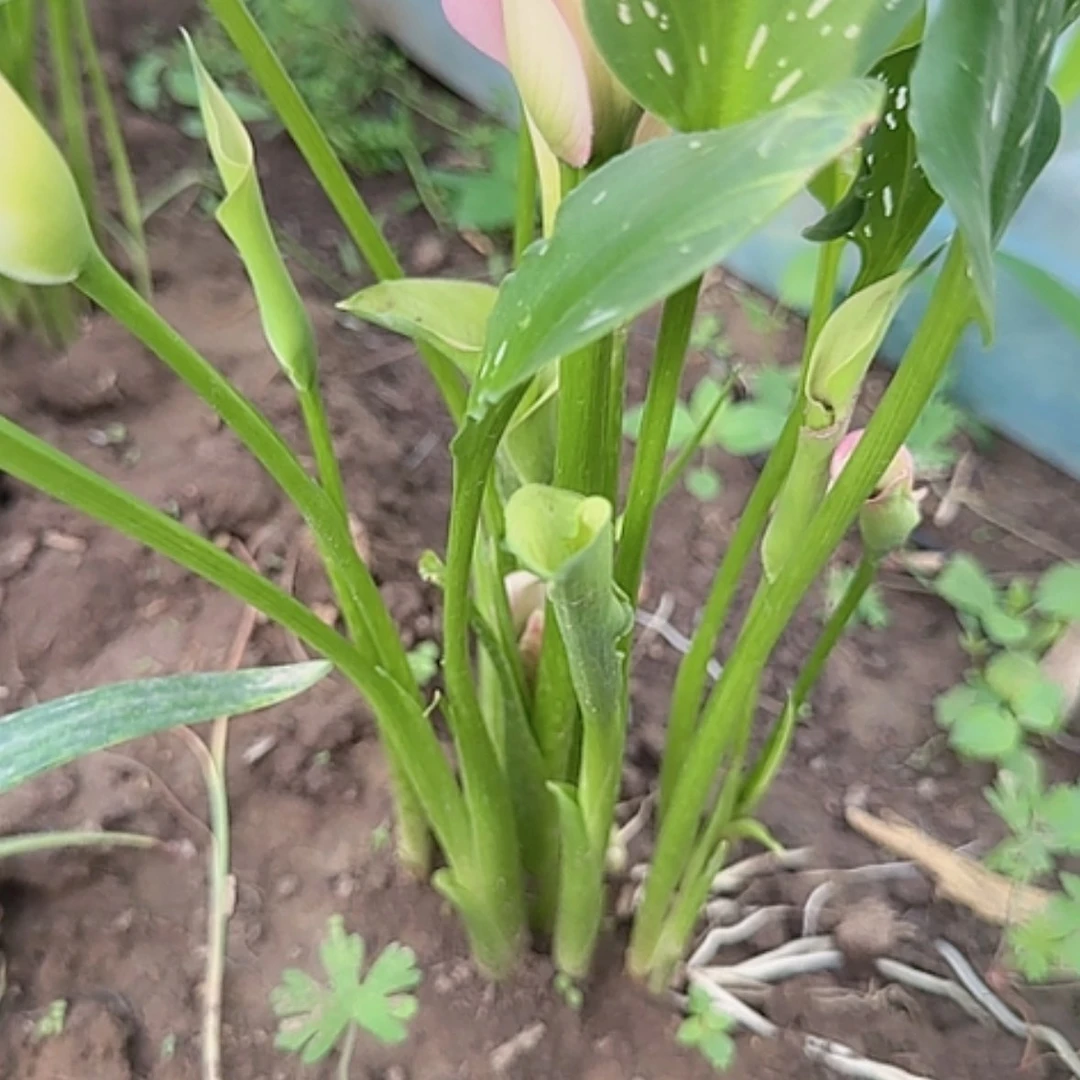 【闪购商品】完全开放马蹄莲棉花糖