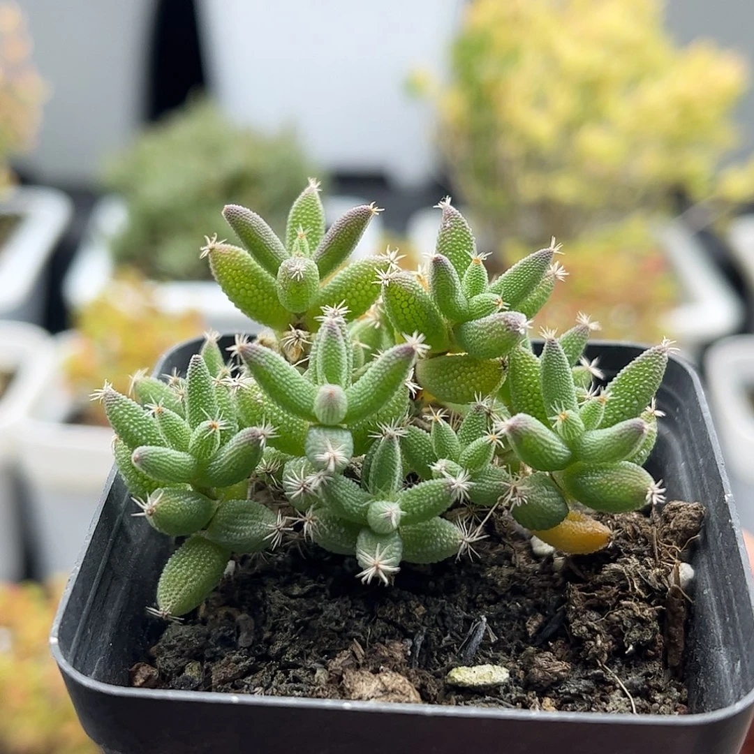 昕宝玉米枝干番杏