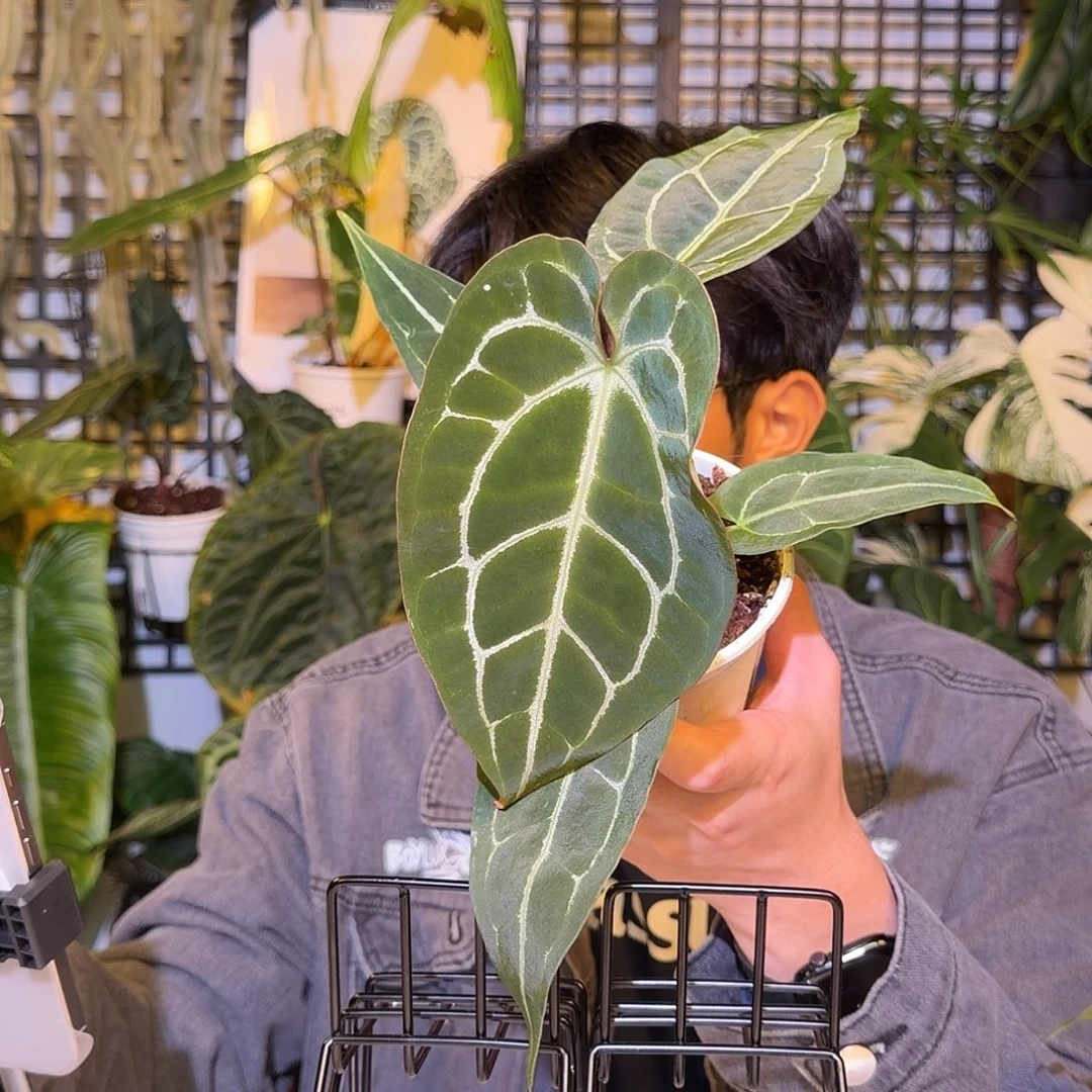 完全开放F179 哥伦比亚