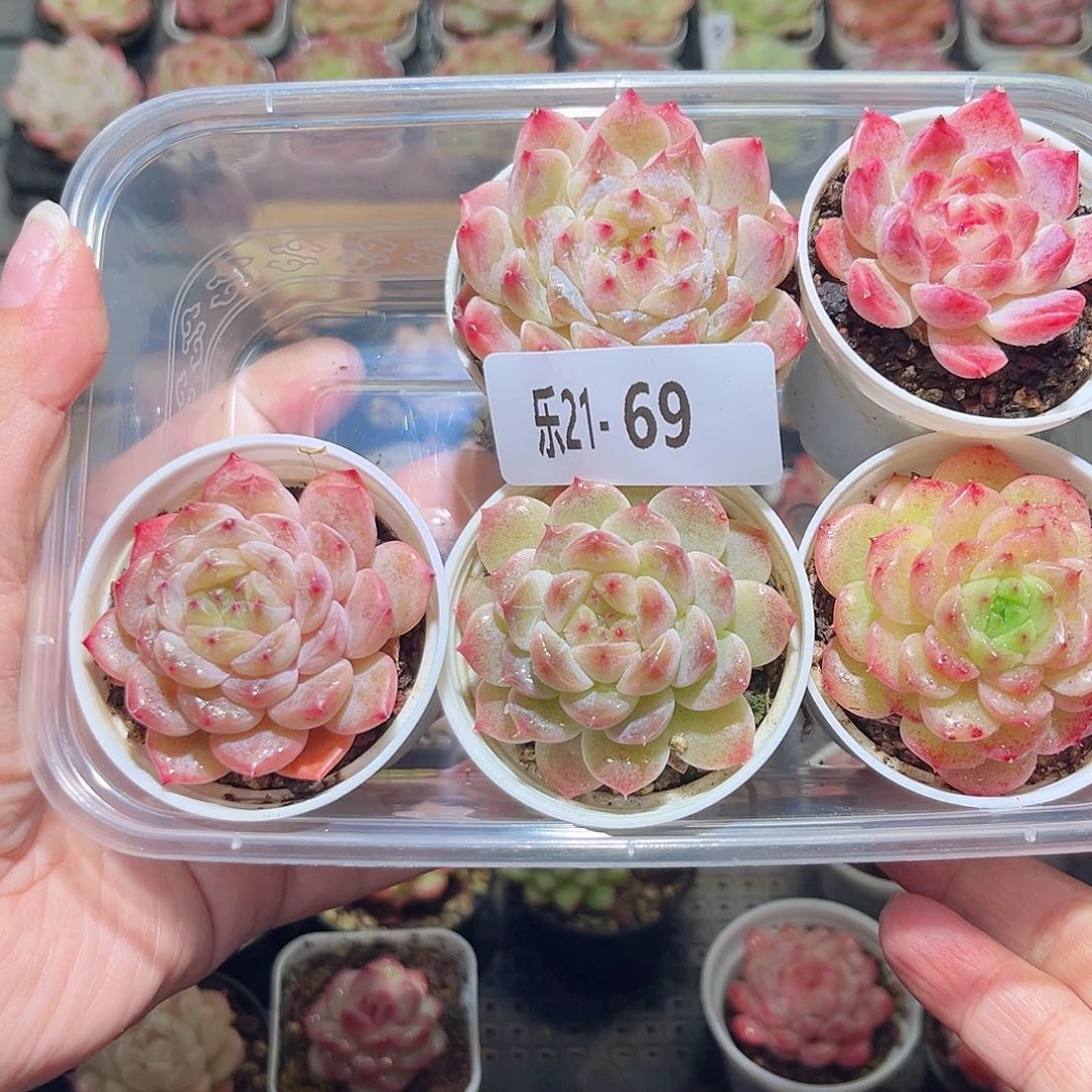 乐21-69框拍5颗，