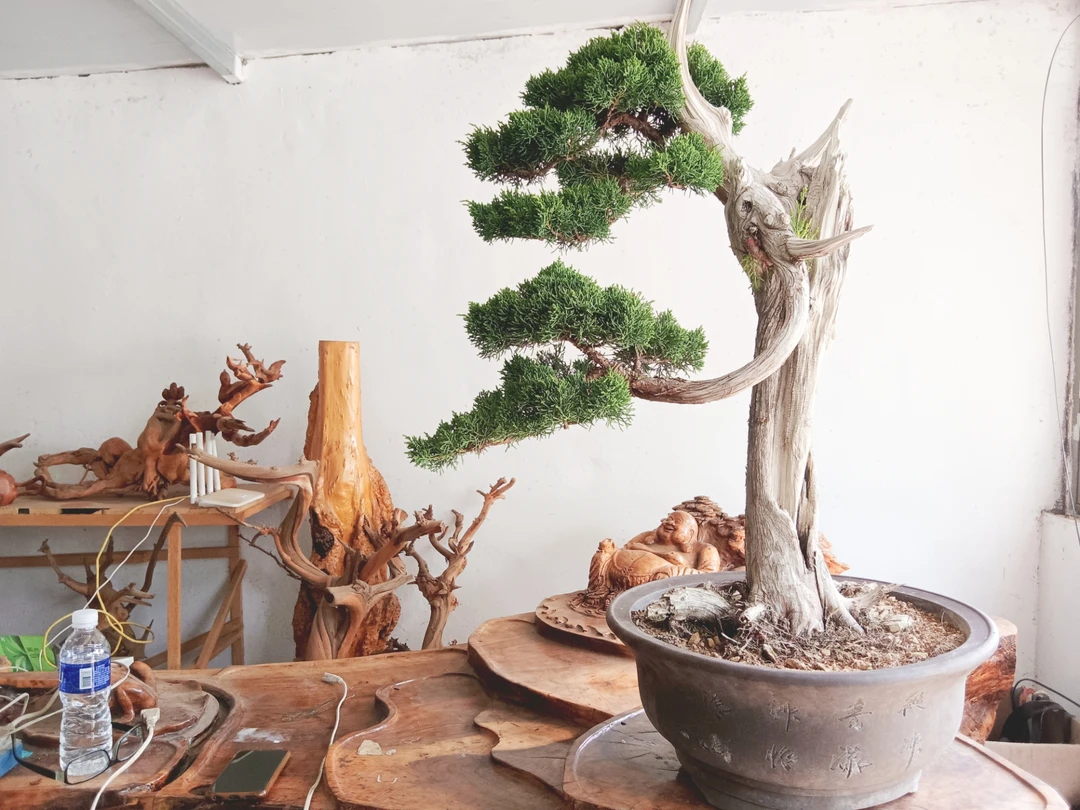 造型优美品种齐全的盆景花卉绿植