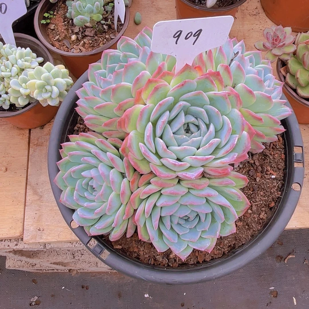 原****0000000000000000909