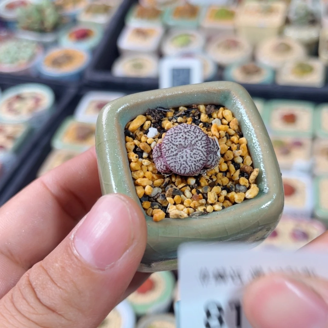 无花朵8191-一物一拍 福利