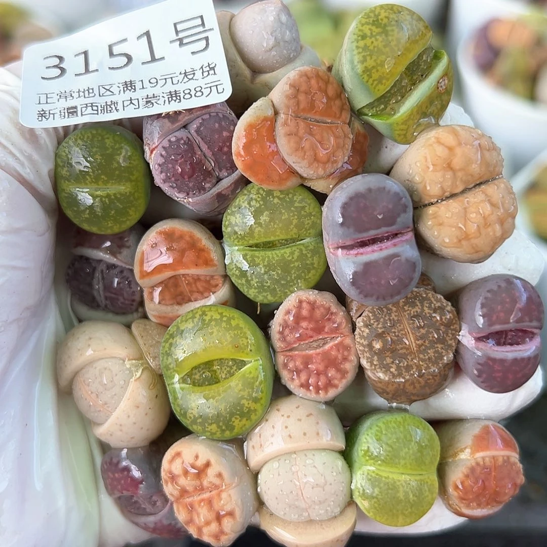 好养易活生石花大母本3151共20颗