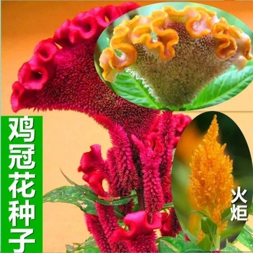 鸡冠花种子混装彩色凤尾冠状鸡公花多彩易活庭院盆栽园林景观花卉