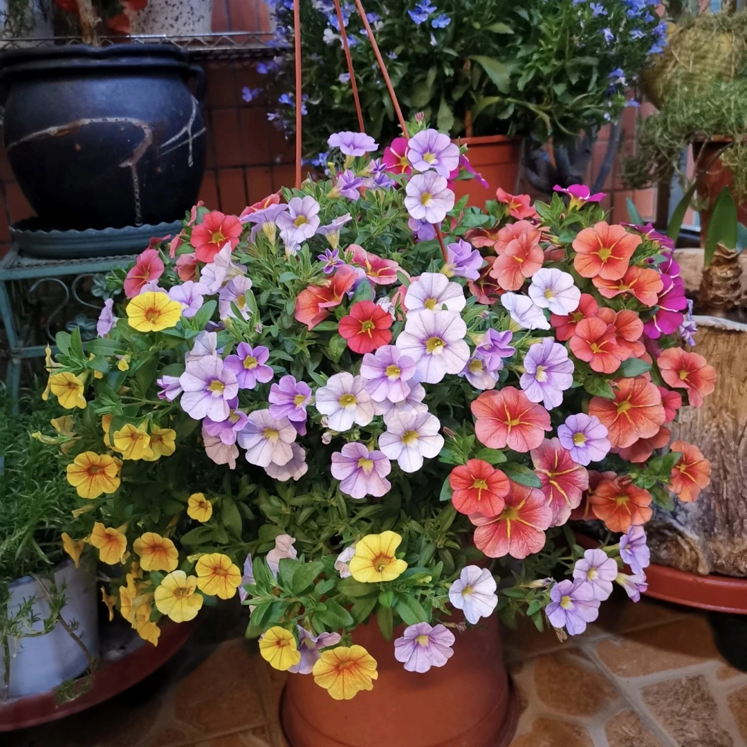 混色百万小玲舞春花盆栽庭院阳台花镜植物易养护爆花强