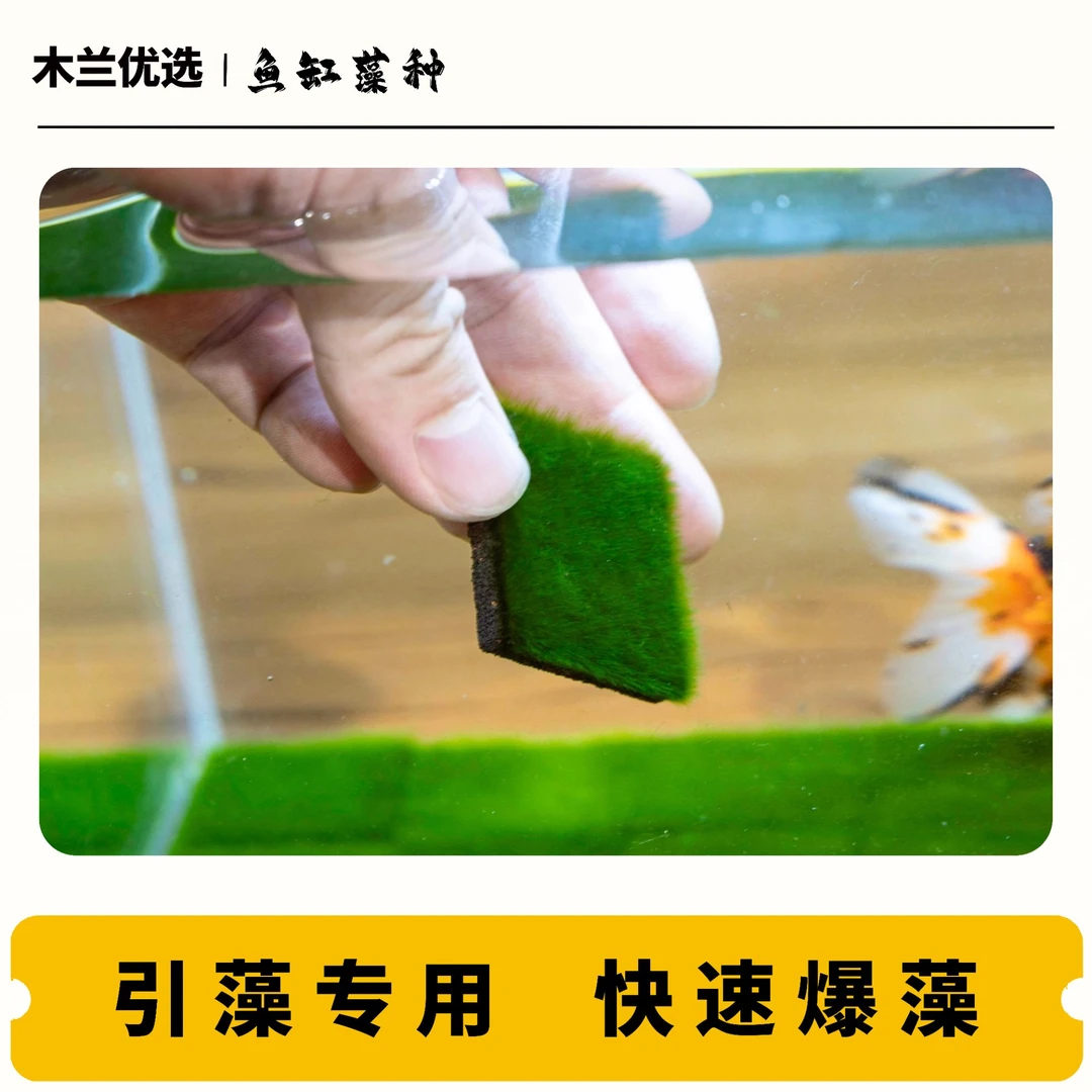 短绒藻长绒藻绿藻种藻石藻球苏虾藻青苔海藻水草绿色新鲜精华水质