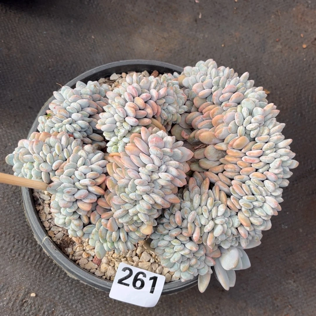 261号新疆西藏内蒙古不包邮