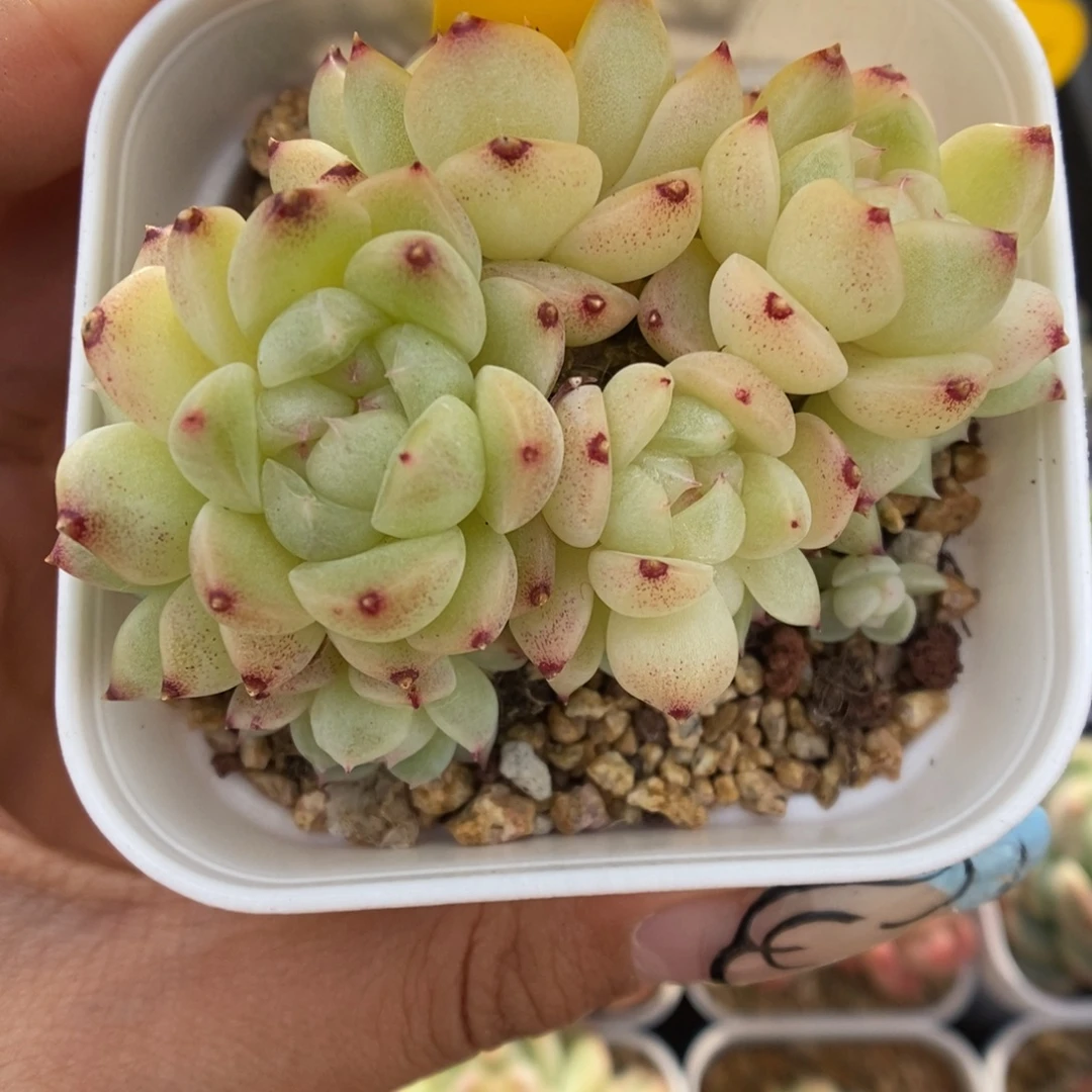 10头财富密码4540号