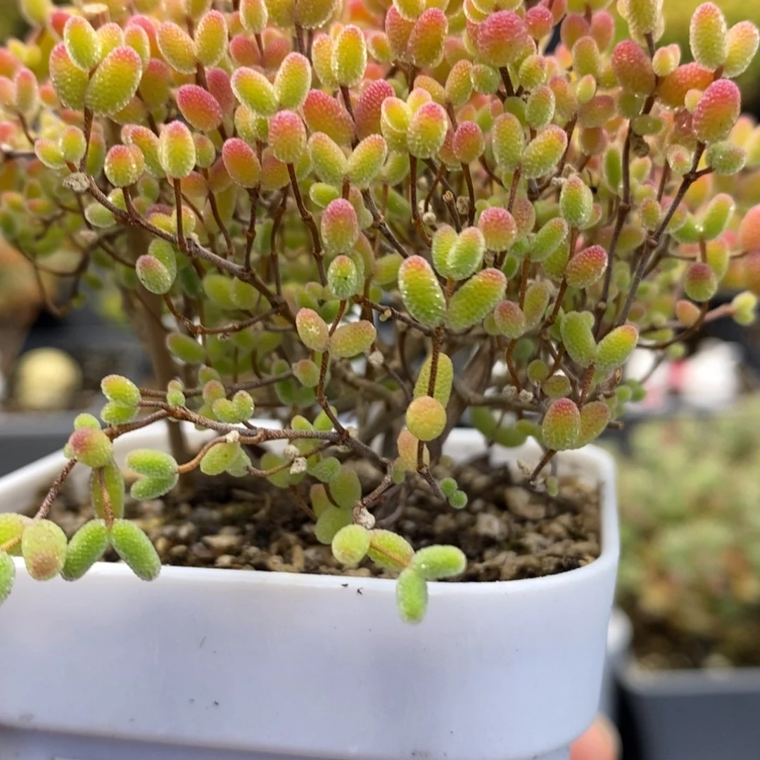 优****计8号蜜橘糖球多肉