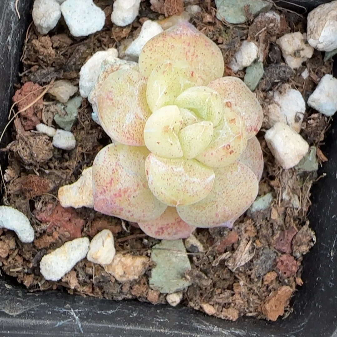 小卡拉米糖心一物一拍