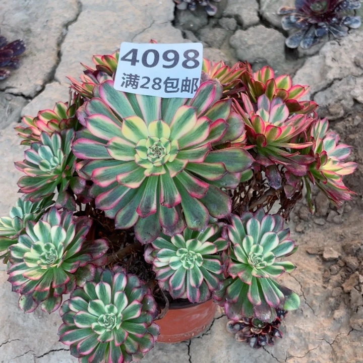 梅**乡4098一号棚舞天姬