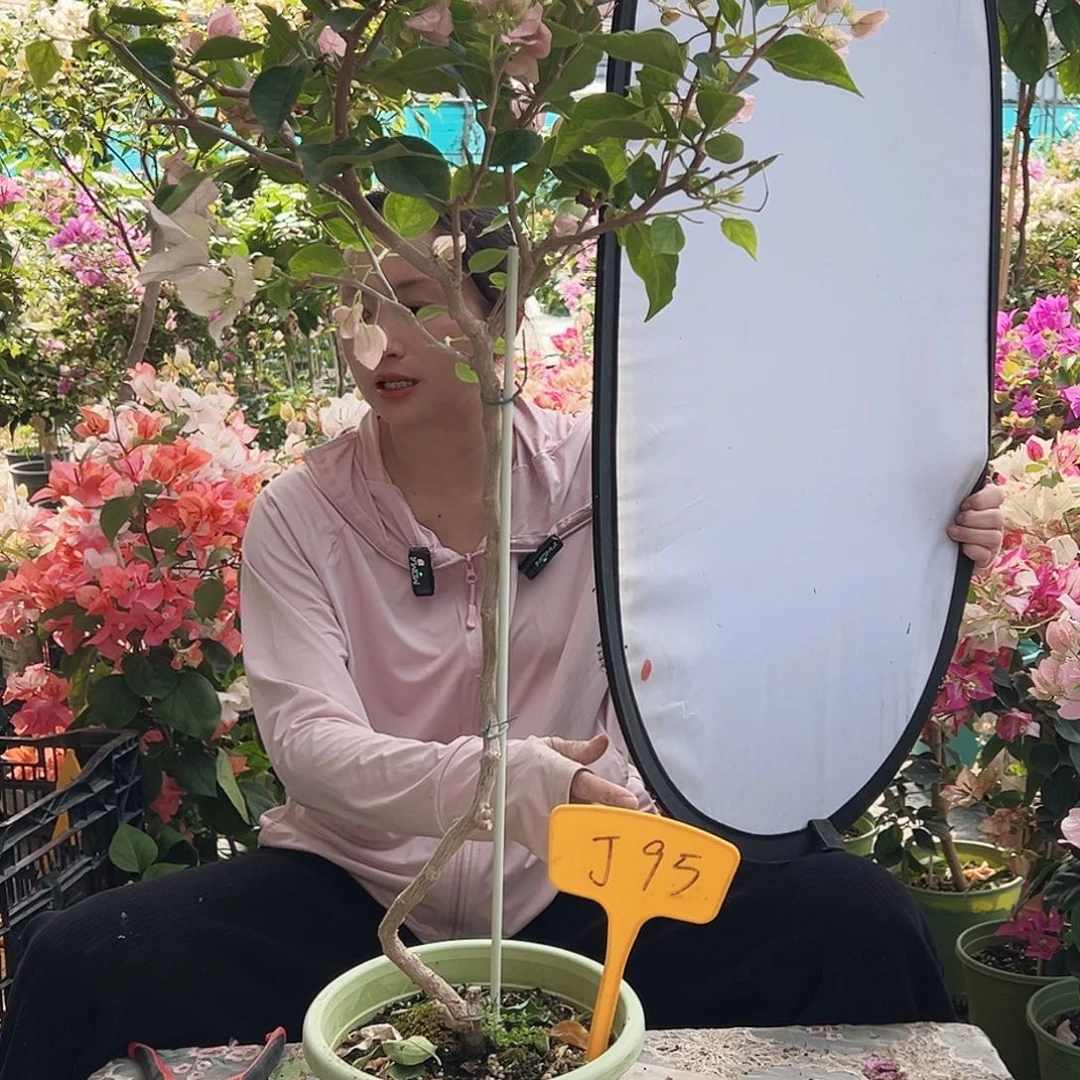 静***听大部分花苞少量开放J95暗斑丽人