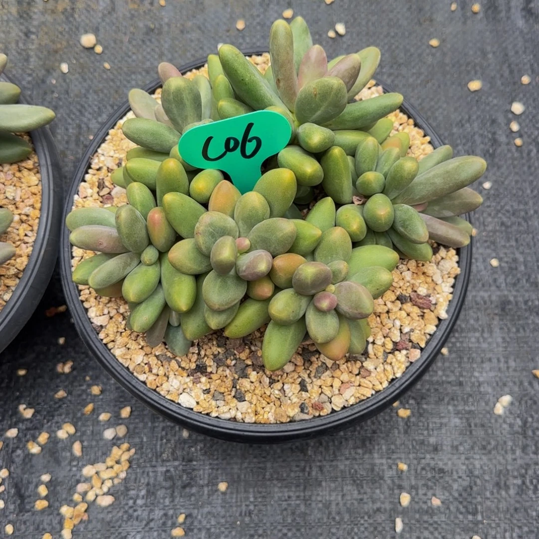 哼****C06糖果美人啊啊啊啊啊