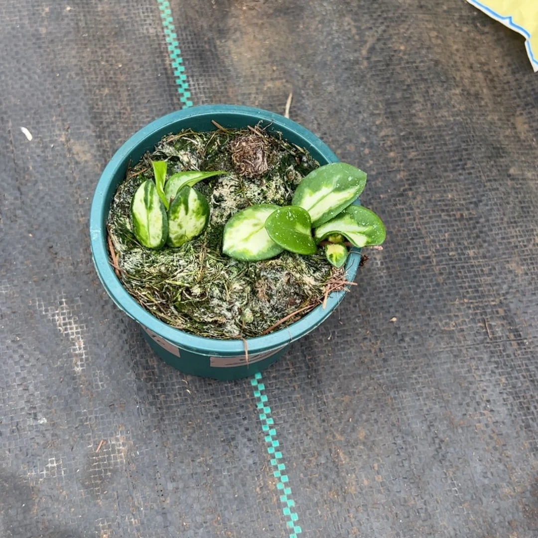 *****无花朵杂葡內球兰