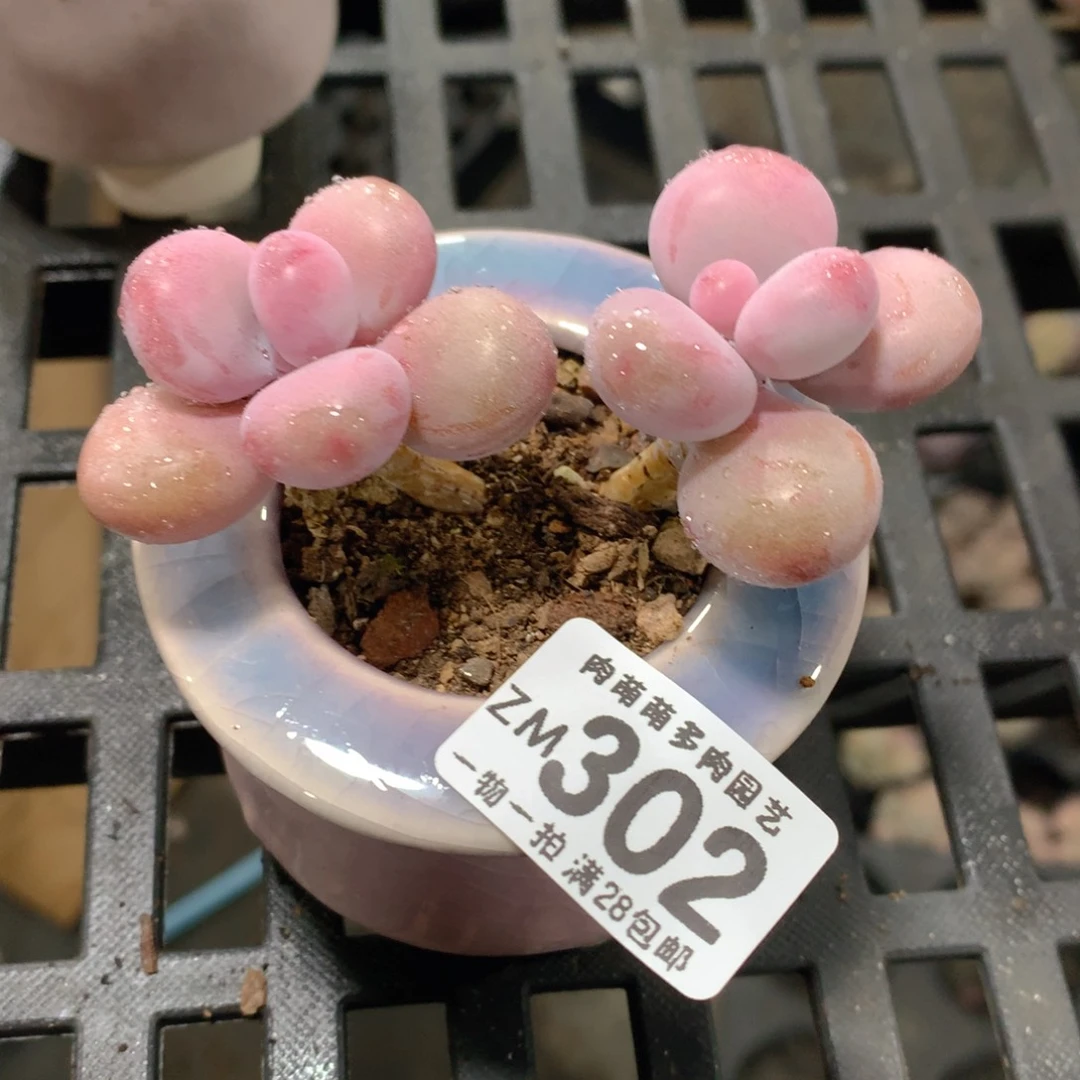 肉萌萌拇指盆精控多肉ZM302