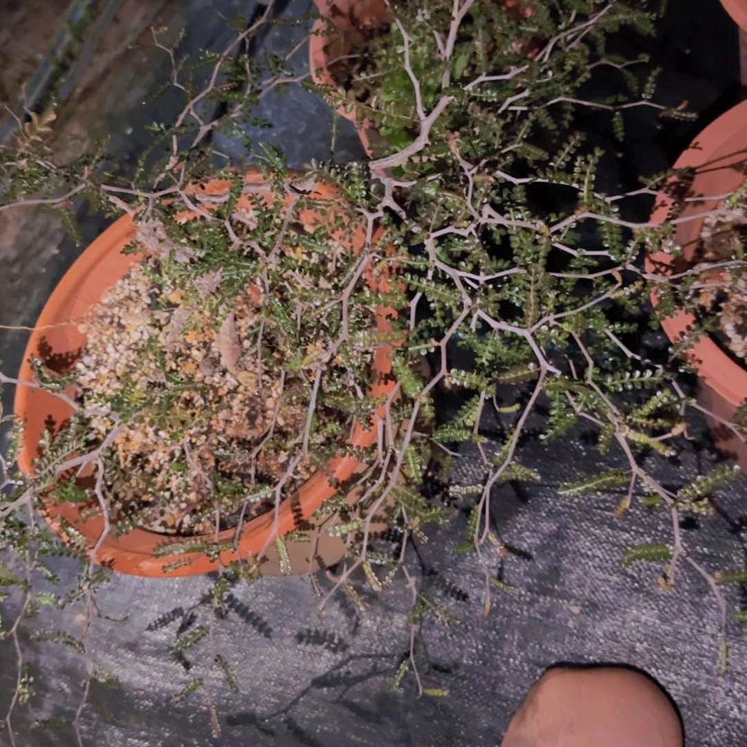 Z***Y块根植物块根植物