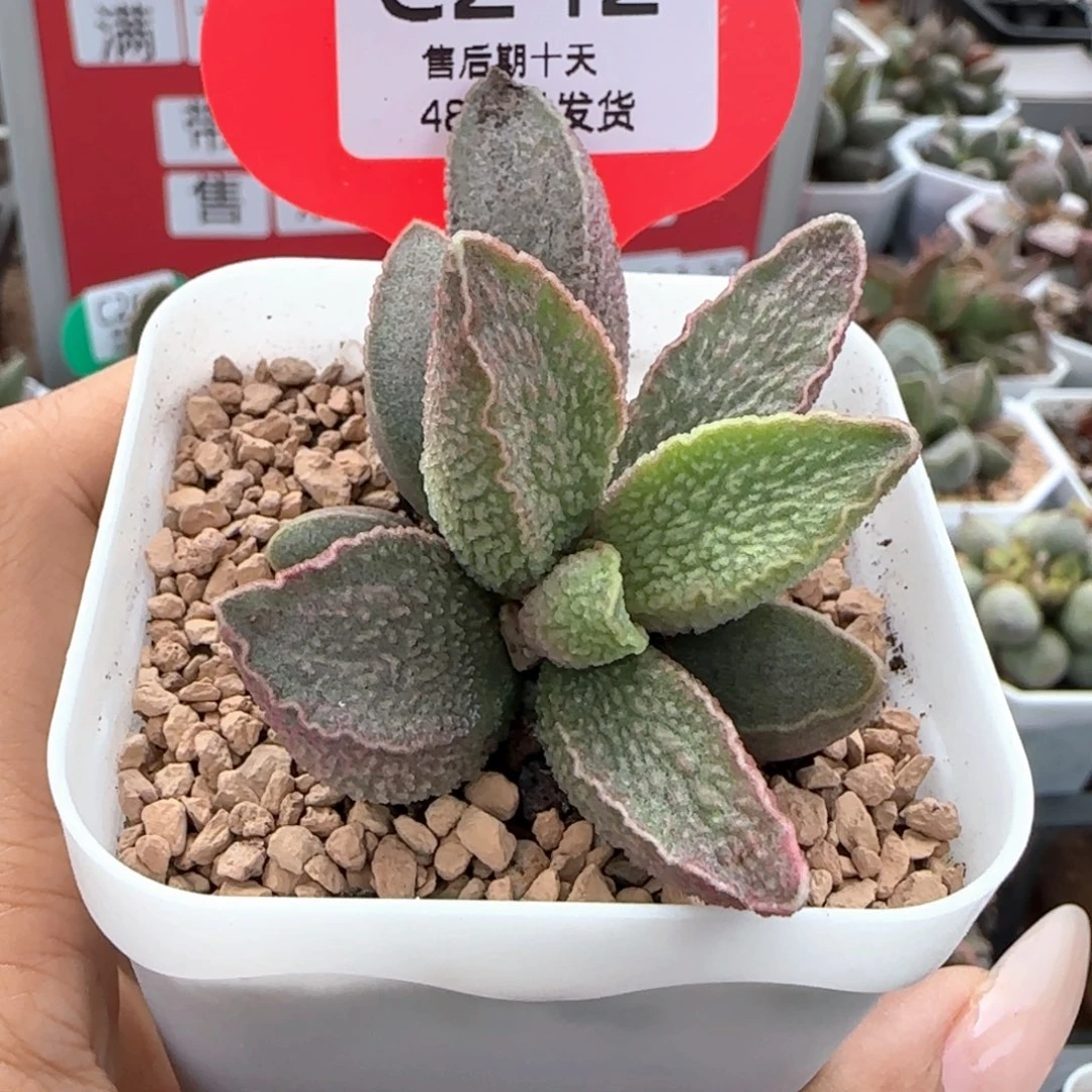 粉红小猪。    242。