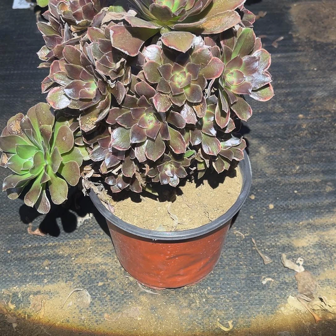 恶魔之吻需要凑单613