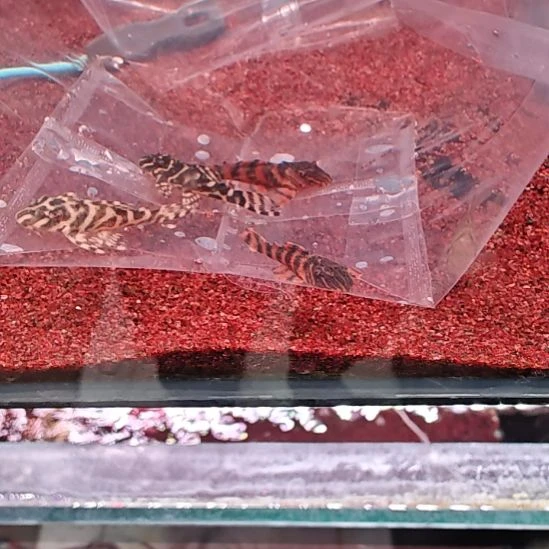 海水鱼编号33好 397  2只333  2只