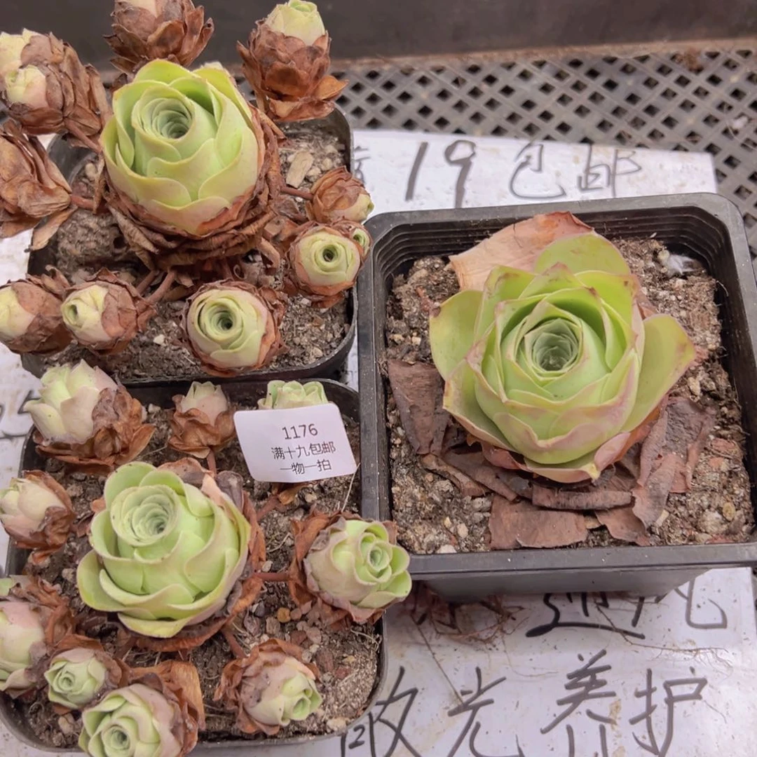 1176 侧牙掉了不包损无售后