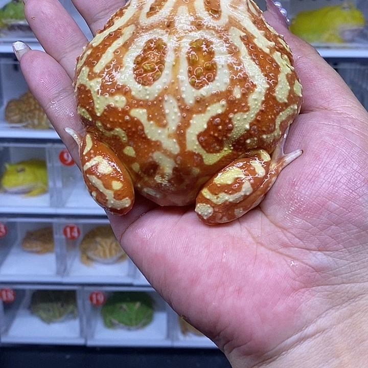 角蛙火龙9恭喜发财