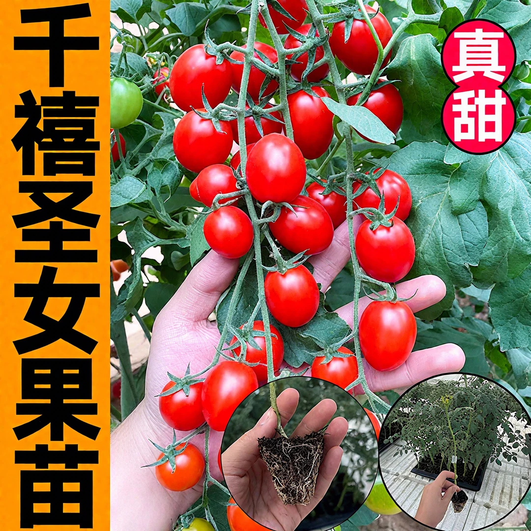 番茄苗千禧圣女果苗西红柿苗盆栽地栽大棚培育阳台庭院楼顶种植