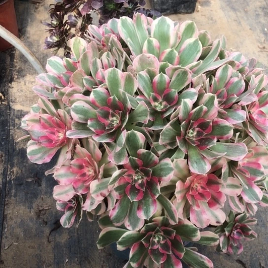 多肉植物粉女朗1001号