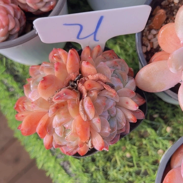 健健康康平平安安