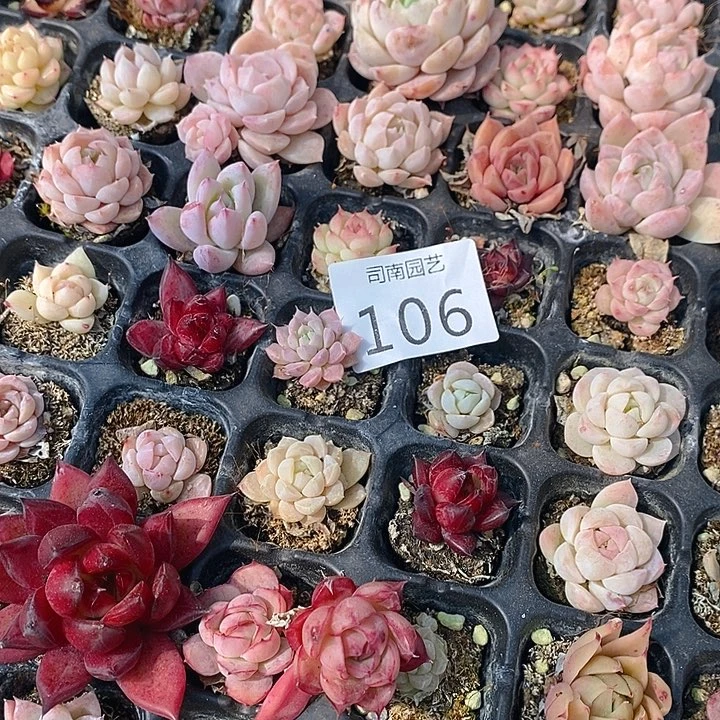 106 多肉植物盆栽花卉