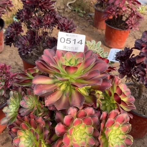 韶华多肉多肉0514