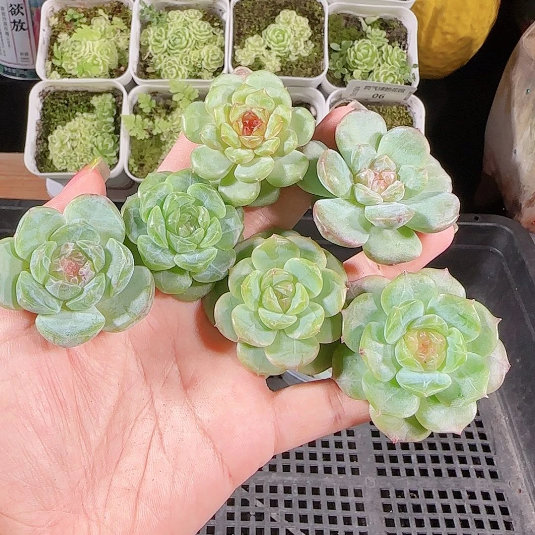 0822---38糖心珍妮