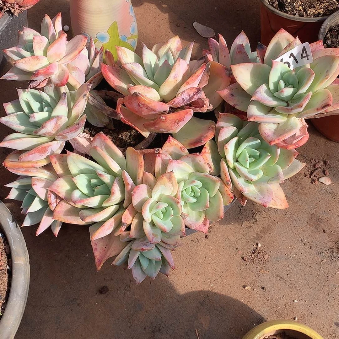 614 一物一拍多肉