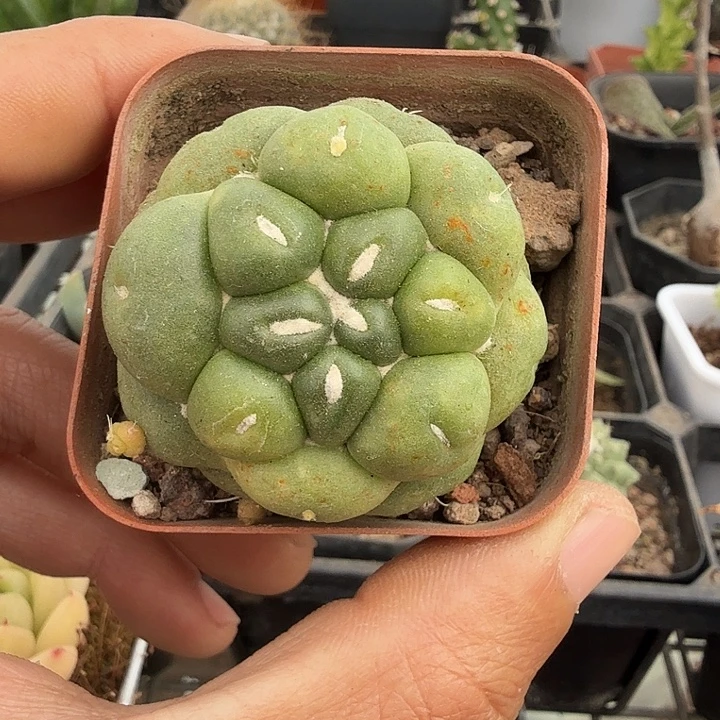 无刺象牙单4仙人球