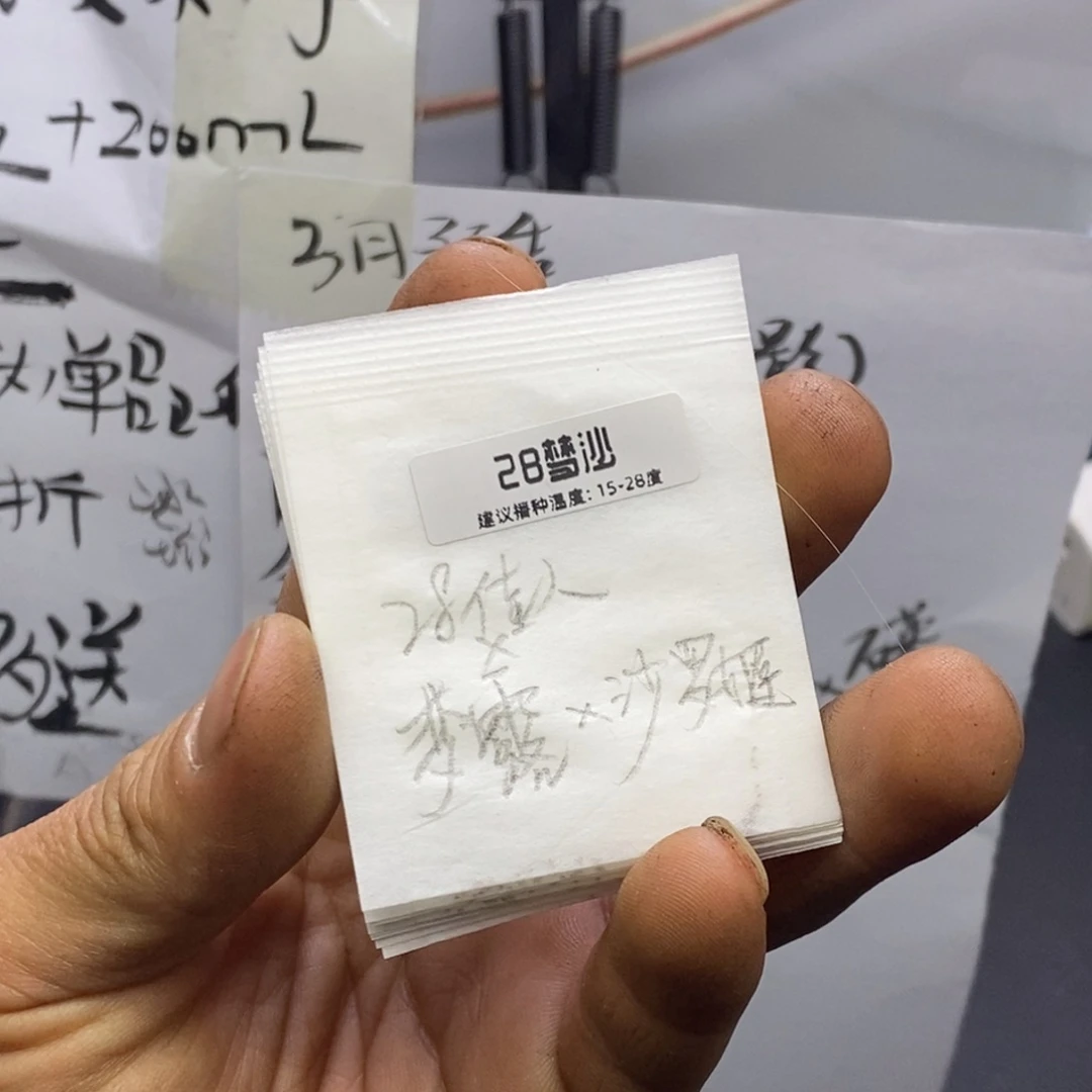 精品多肉杂交种子28梦沙