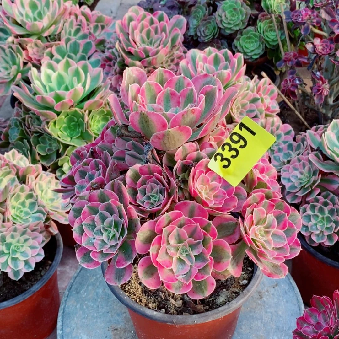 粉女巫多肉植物3391