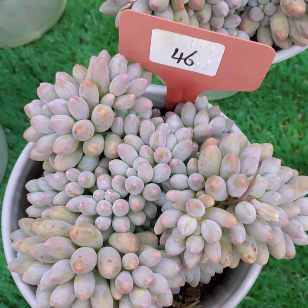 开心多肉，一物一拍，一单包邮