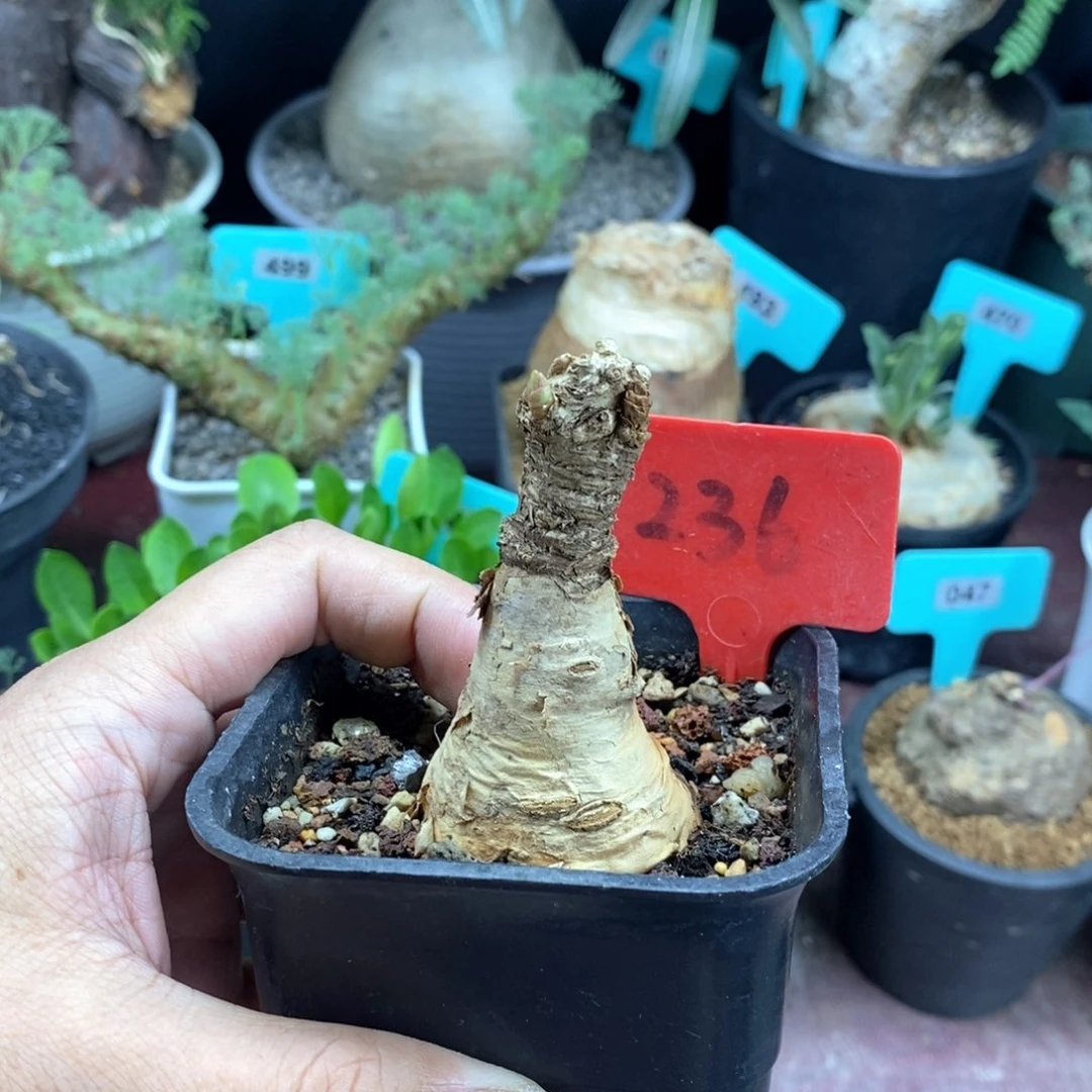 产地玫瑰大戟多肉植物