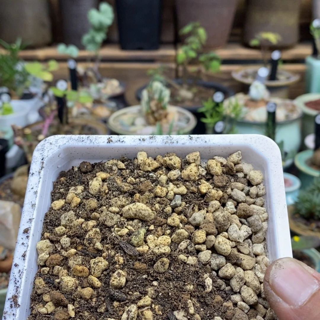 B***吖块根植物专用升一物一拍