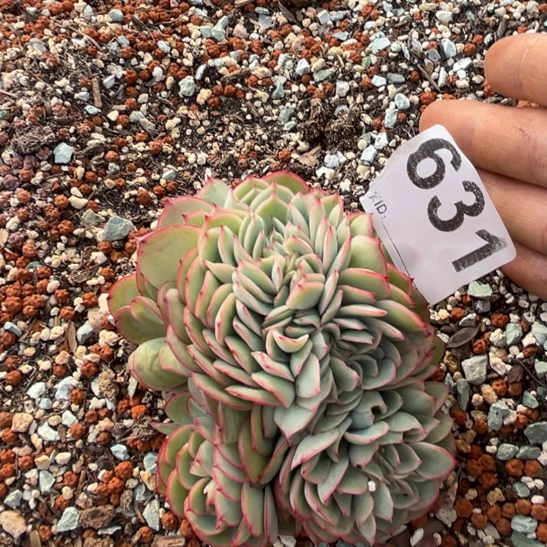 湫*多肉植物牡丹亭缀631