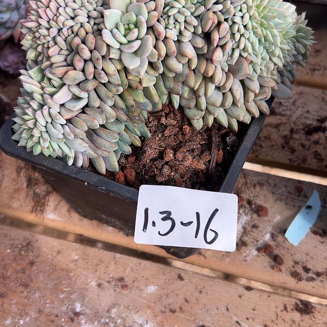 阳***烈1.3-16艾丽尔缀多肉植物