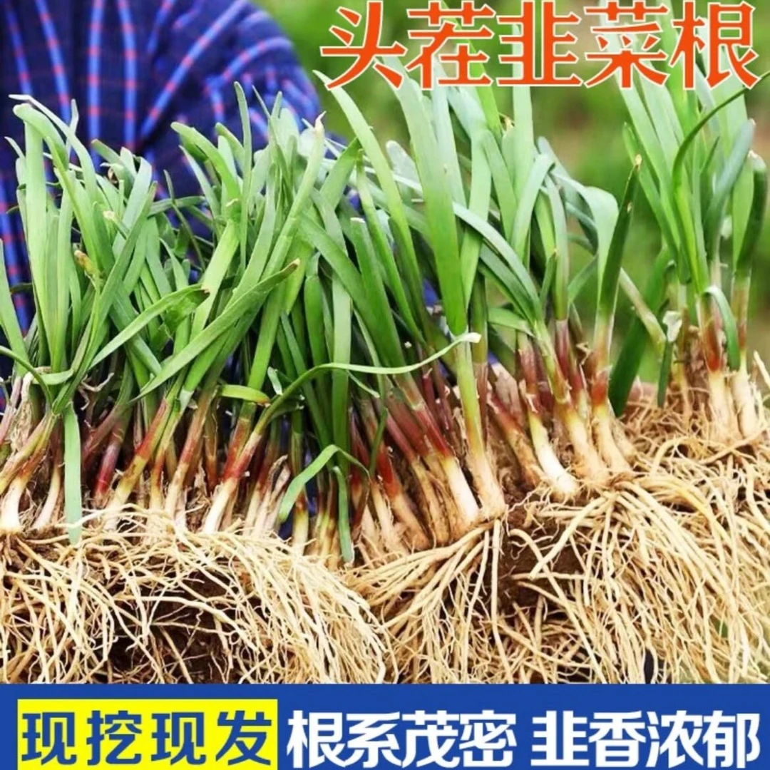 新韭菜根苗现挖紫红宽叶阳台盆栽四季斤种菜韭菜籽苗韭菜根种根