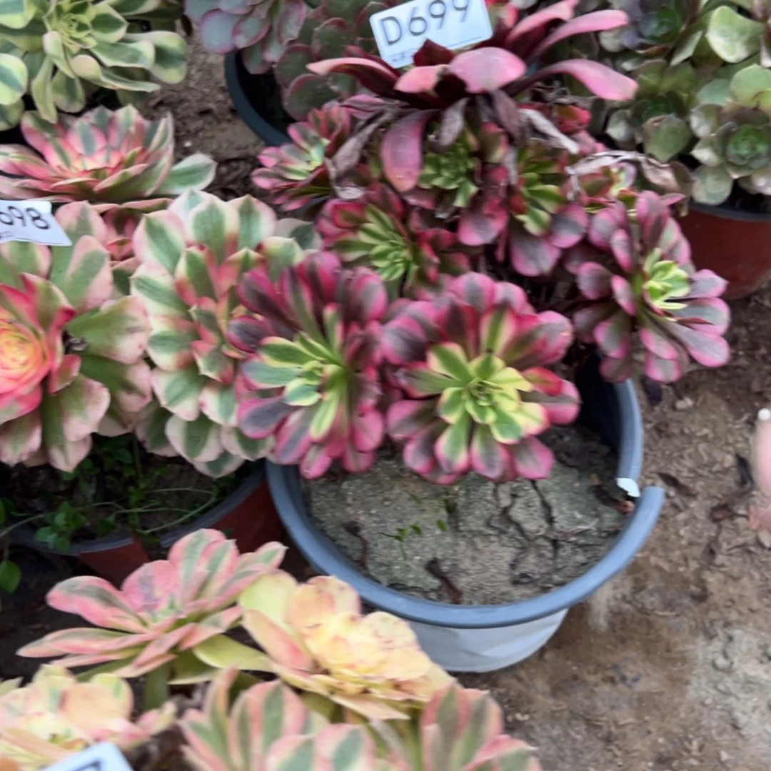 699美姬多肉植物法师