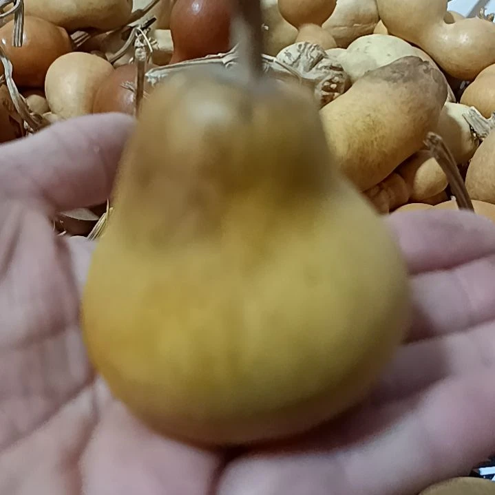 西****?葫芦葫芦葫芦葫芦葫芦