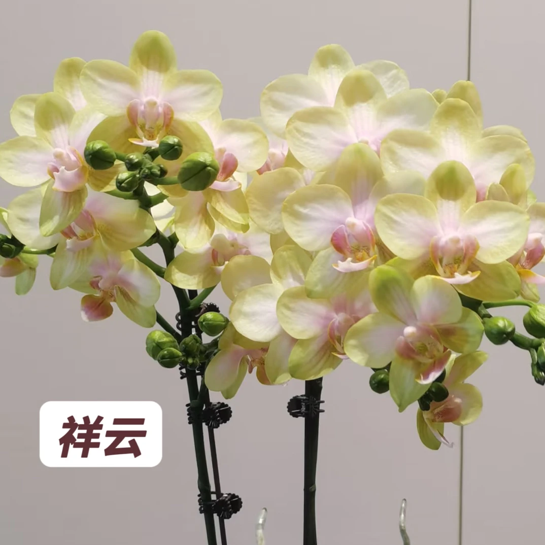 蝴蝶兰-【祥云】多梗苗子3.5寸加高杯原杯发（有梗无花）